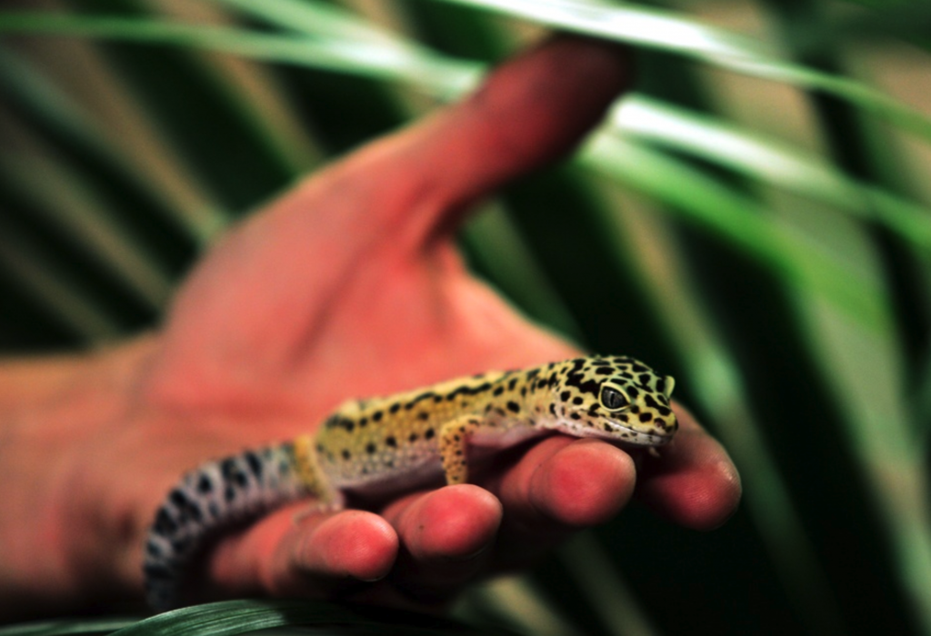 En annan leopardgecko, här på en arkivbild från Skansenakvariet.