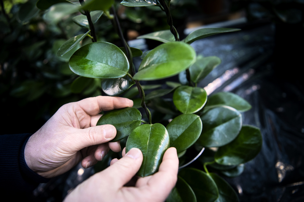 I dag får du vara extra mån om din porslinsblomma – det är dess dag.