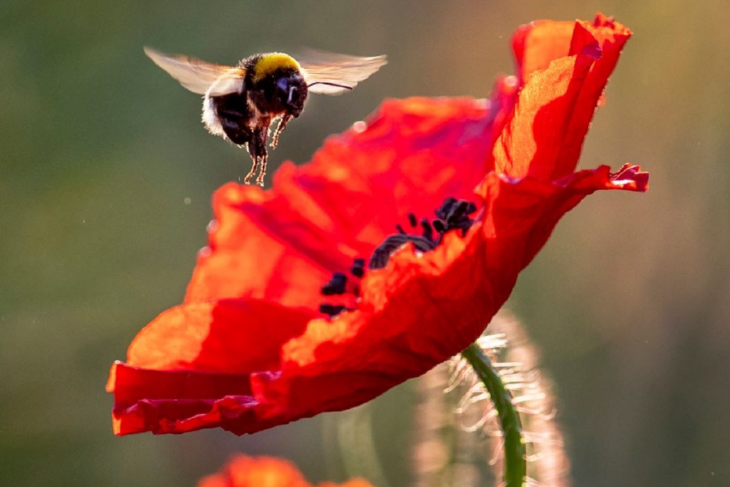 Humlor är en av de vilda pollinatörer som hotas.