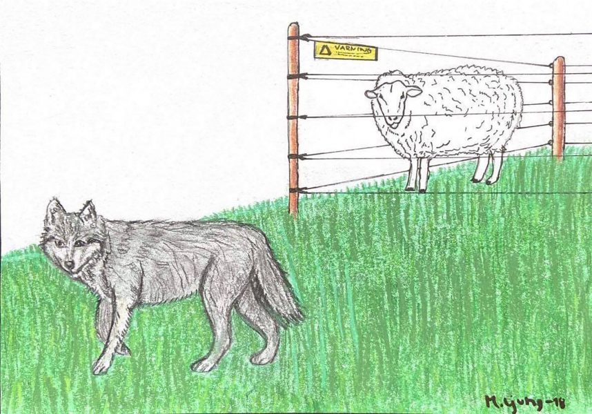 Fårbönder borde ha ordentliga stängsel till hagarna om de vill skydda sina djur mot vargar, anser Maria Ljung.