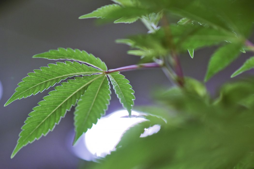 I början av 2020 rapporterades att förskrivningen av medicinsk cannabis, som används för att lindra och bota en rad krämpor och sjukdomar, ökar i Sverige.