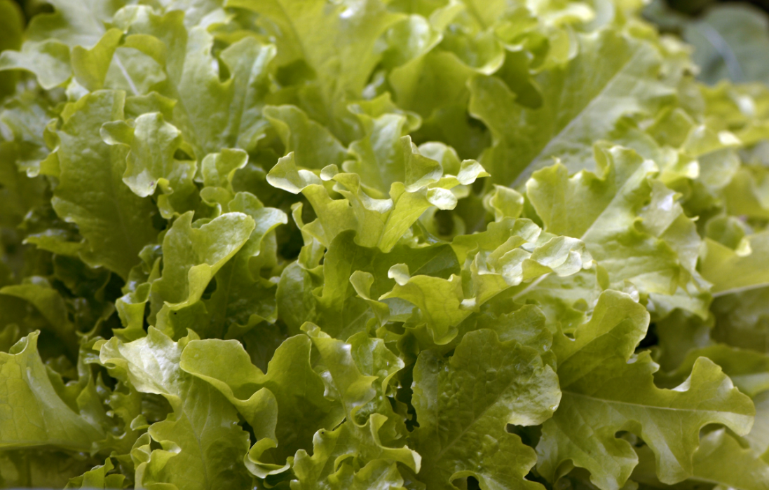 Mängder av svenskproducerad sallad plöjs ned i jorden igen då coronapandemin lett till minskad försäljning till restauranger och hotell.