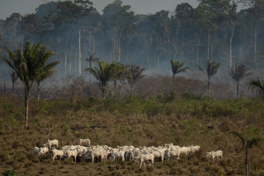 Boskap nära ett brinnande skogsområde i regionen Alvorada da Amazonia i Novo Progresso i delstaten Para i Brasilien.