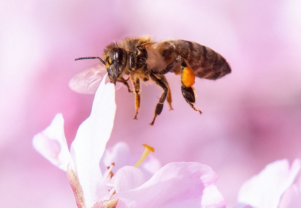 En variation av blommor gynnar många bin.