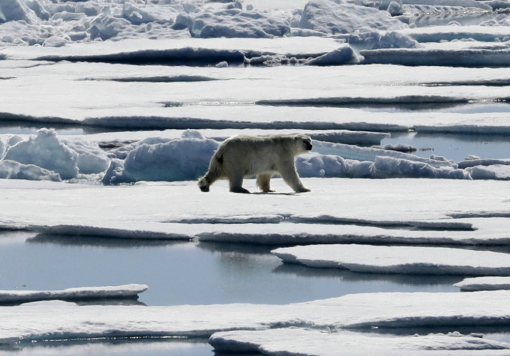 En isbjörn vandrar över havsisen i nordöstra Kanada – en syn som enligt forskare kommer bli alltmer sällsynt.