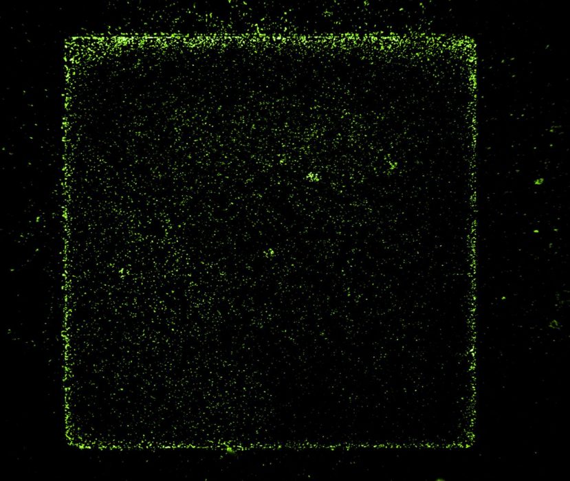 Bakterier som fäst på en elektrod som är ungefär en kvarts millimeter stor, sett i ett flourescensmikroskop.
