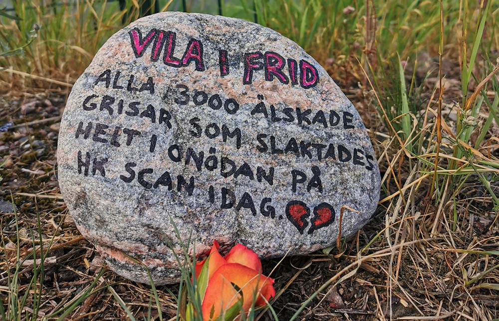 Under fem dagar visar djurrättsaktivister sin respekt för grisar som är på väg till slakt.