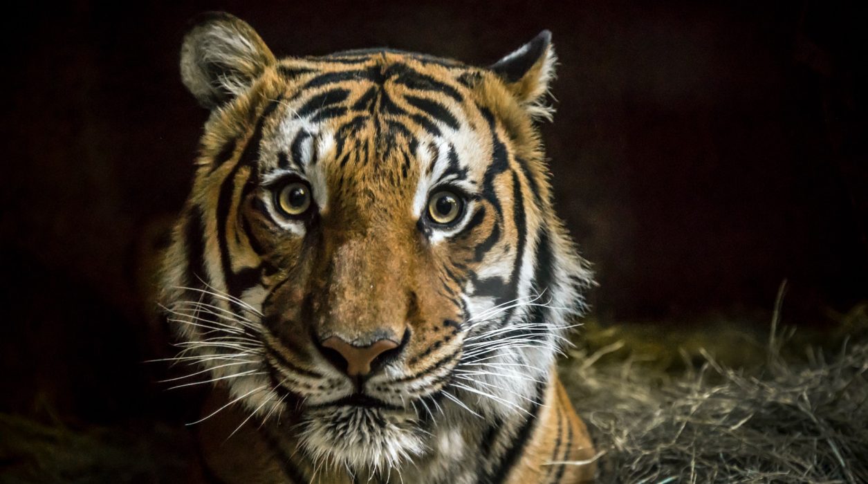 I dag finns bara idag finns bara 6–7 procent av tigerns forna jaktmarker kvar i världen.