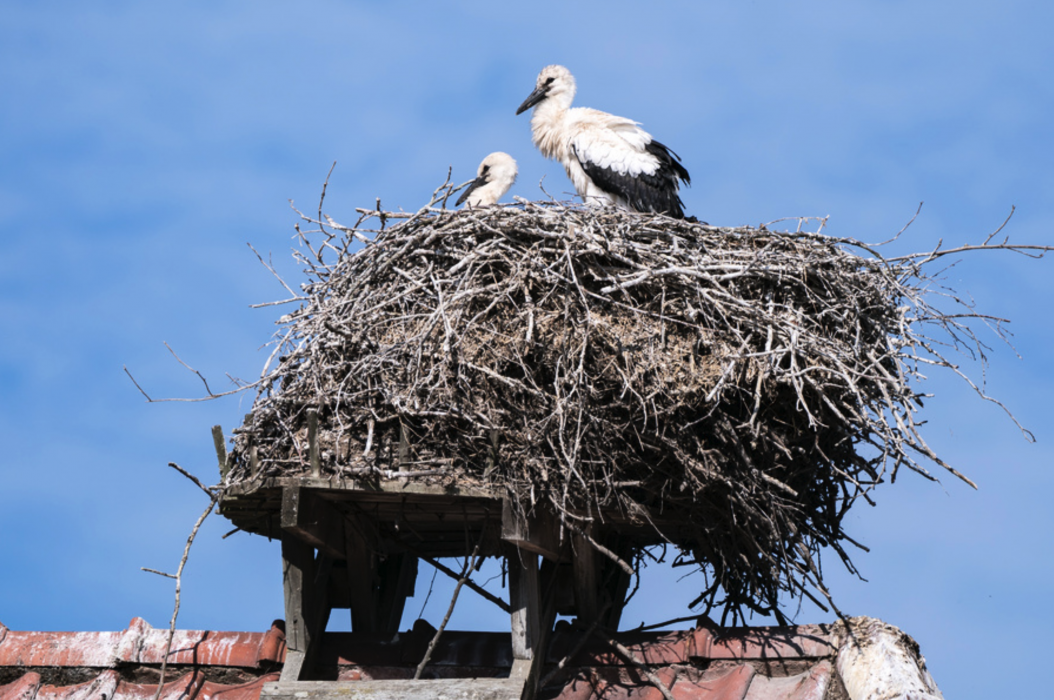 Storkungar i sitt bo på Flyinge kungsgård i Skåne i väntan på ringmärkning tidigare i sommar.