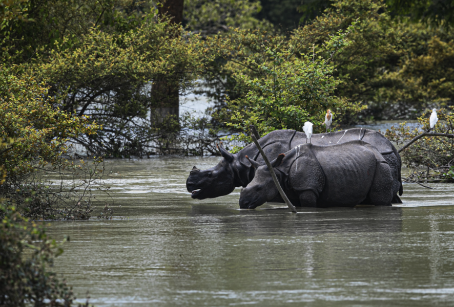 Två pansarnoshörningar i Pobitora vadar genom översvämningar i den indiska delstaten Assam.