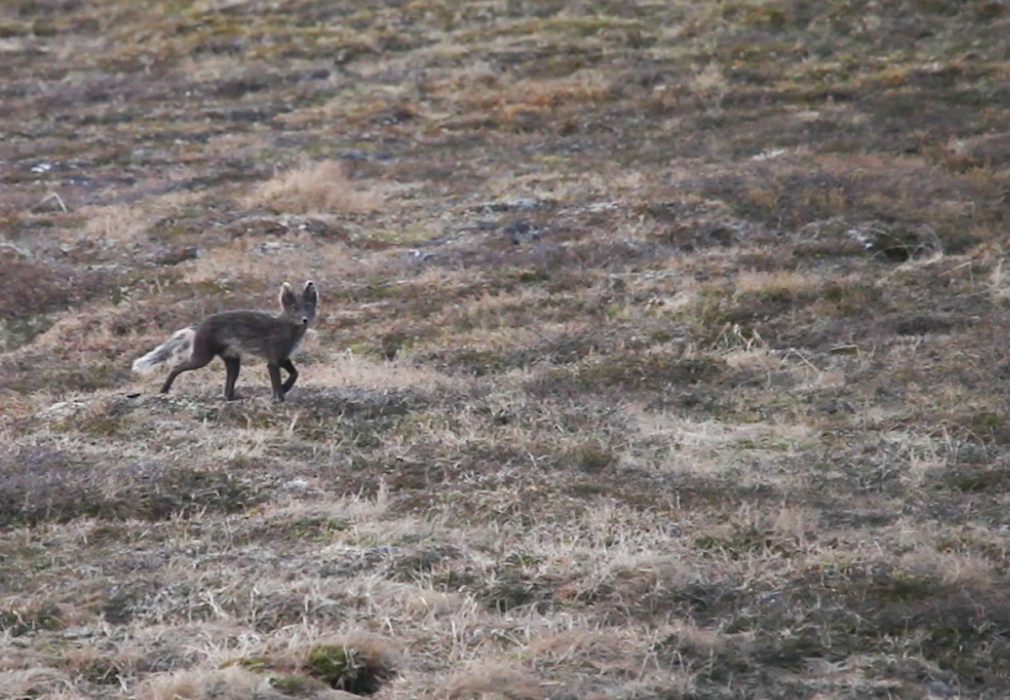Den ena fjällräven som kan följas i direktsändning är av varianten blåräv, som är helt brun på sommaren och ljust blågrå på vintern.