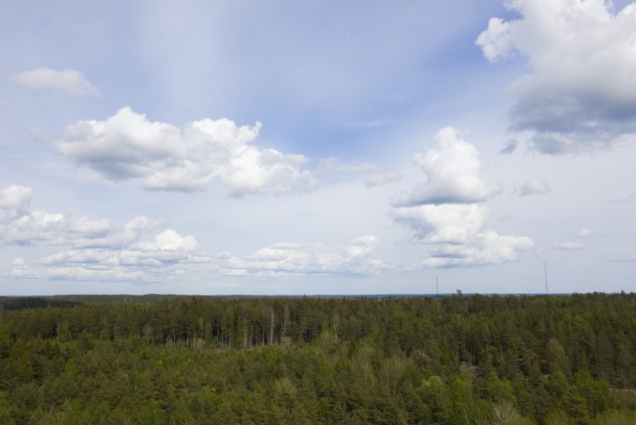  Barrskogsbältet i norr skulle kunna dra nytta av en längre växtsäsong, medan torka slår hårt mot skog i andra områden.