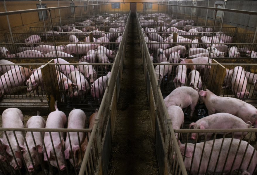 ”Gilla gris” och "Glad for gris" är en treårig EU-finansierad kampanj att få unga svenskar och danskar att äta mer fläsk, enligt EU:s myndighet för jordbruk, mat och konsumentfrågor.