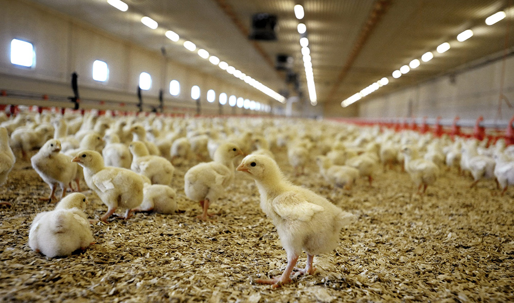 En internationell aktion för kycklingars rättigheter pågår fram till och med 29 juli.