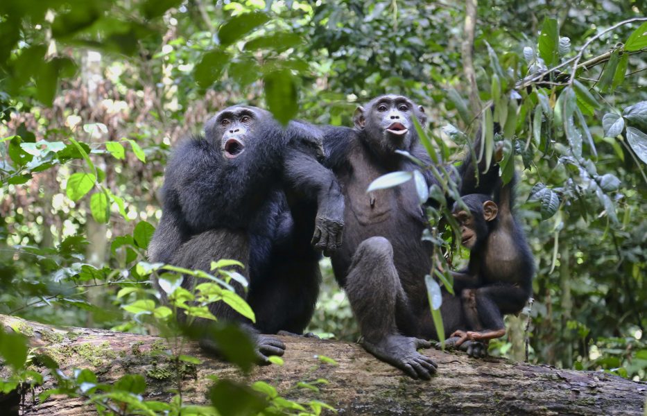 Schimpanser finns bland de arter som enligt studien troligtvis löper stor risk att infekteras av sars-cov-2.