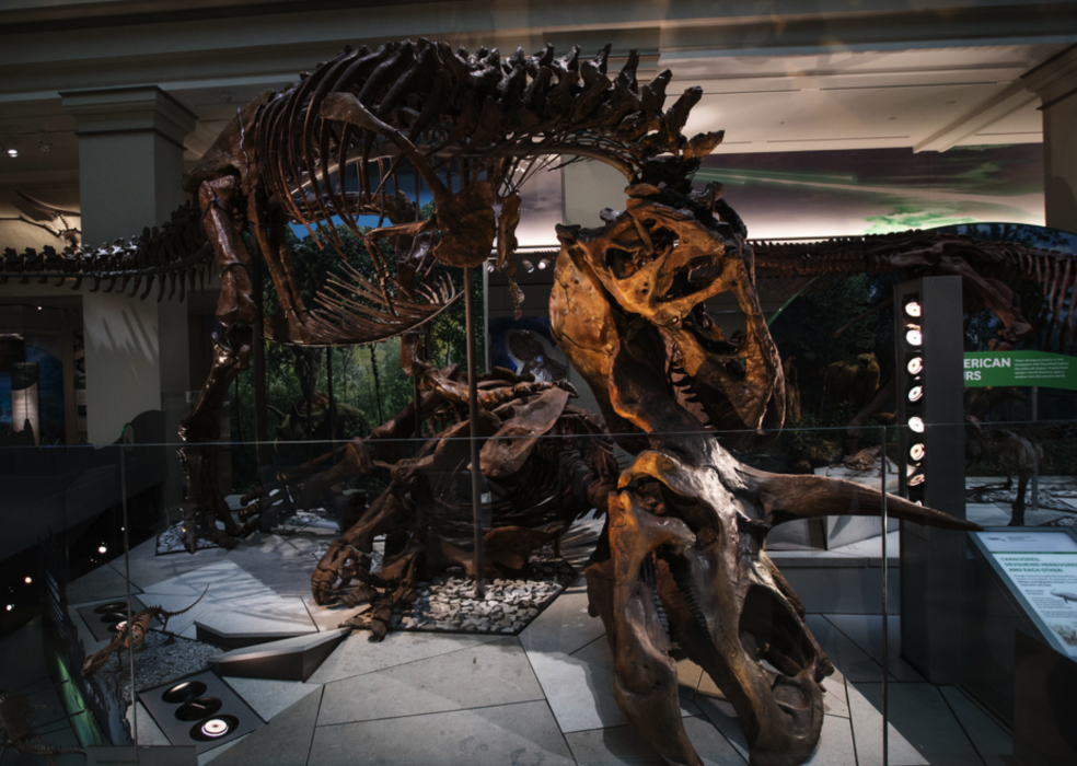 En Triceratops, en släkting till Centrosaurus, angrips av en Tyrannosaurus rex i en utställning på Smithsonian i Washington DC, USA.