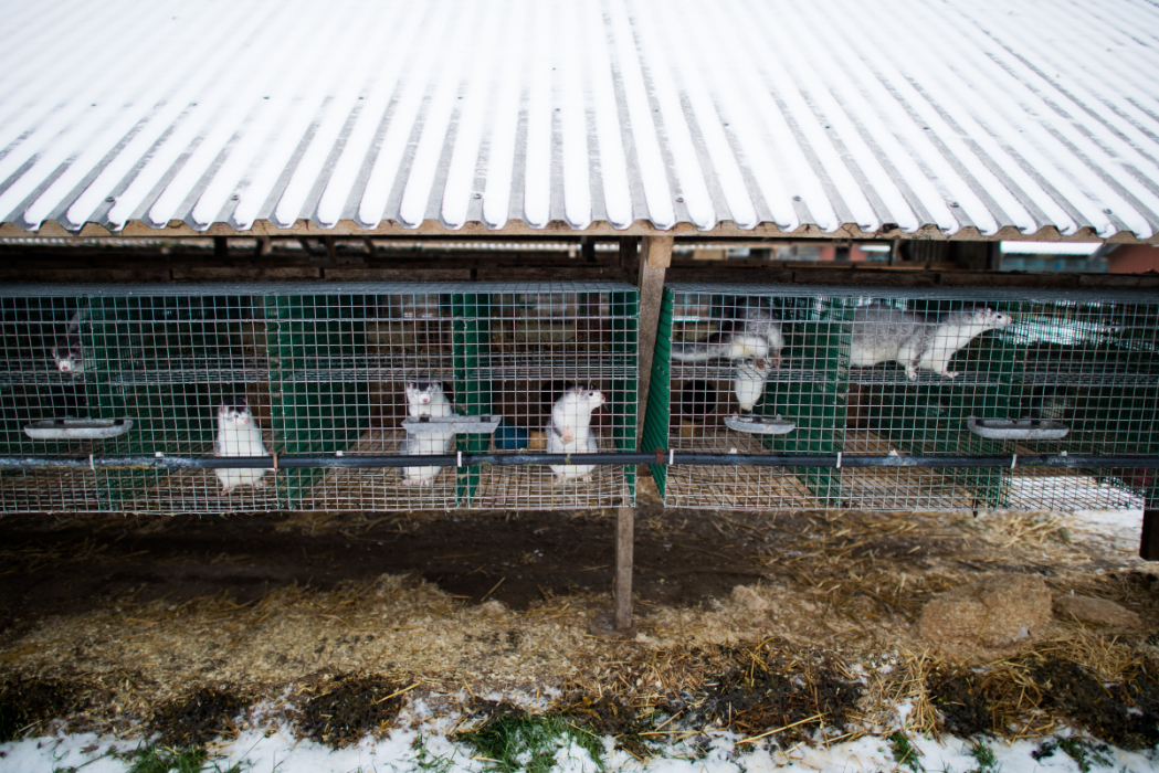 En minkfarm i Blekinge hotas med vite.
