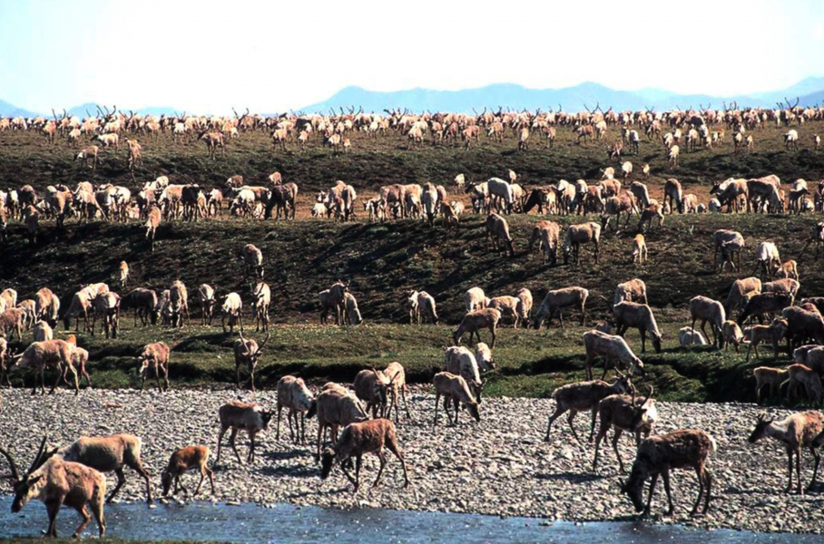 Naturreservatet Arctic National Wildlife Refuge (ANWR) i norra Alaska.