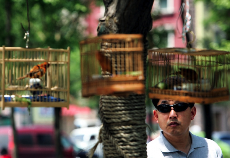 I Indonesien är inburade fåglar lika vanliga husdjur som katter och hundar är i västvärlden.
