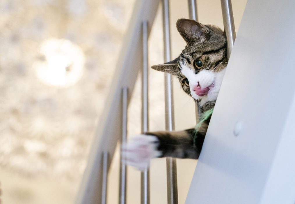 Kattens beteende undersöks den 26 augusti.