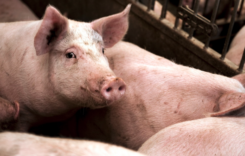 I början av året  fanns det 77 miljoner grisar i världen, där de allra flesta kommer att slaktas.
