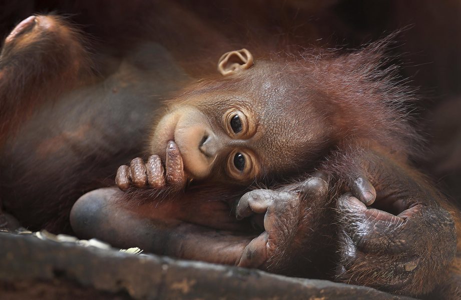 Den 19 augusti är det orangutangens dag.