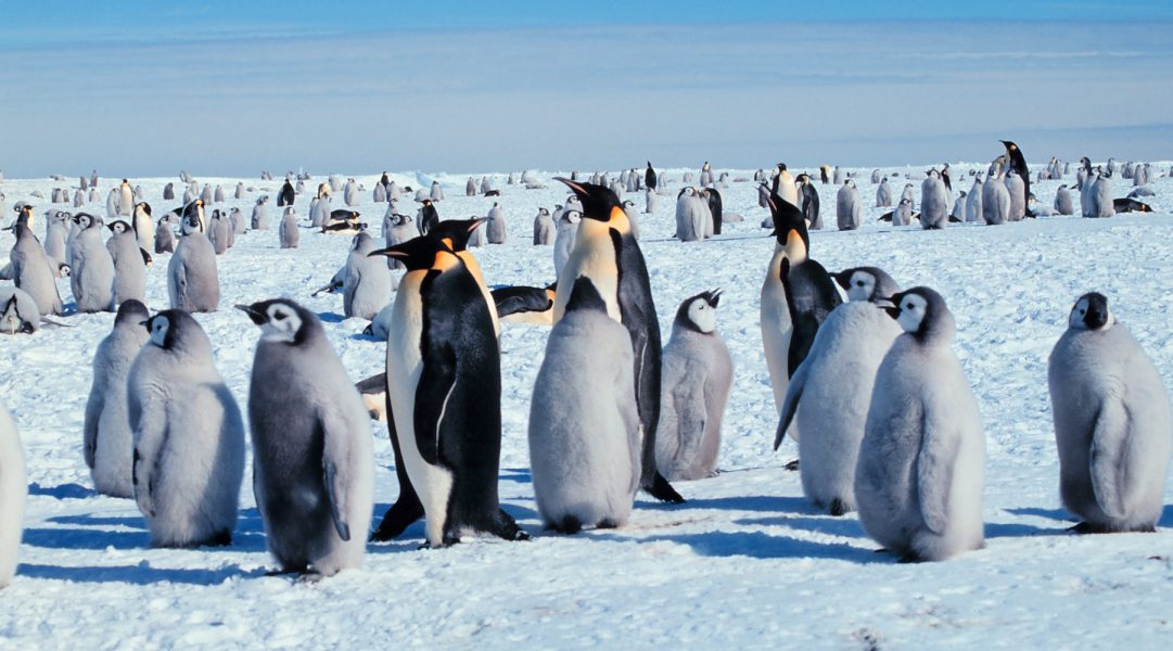 Forskare har tidigare varnat för att 86 procent av alla kejsarpingviner kan vara försvunna år 2100, om klimatkrisen inte bromsas.