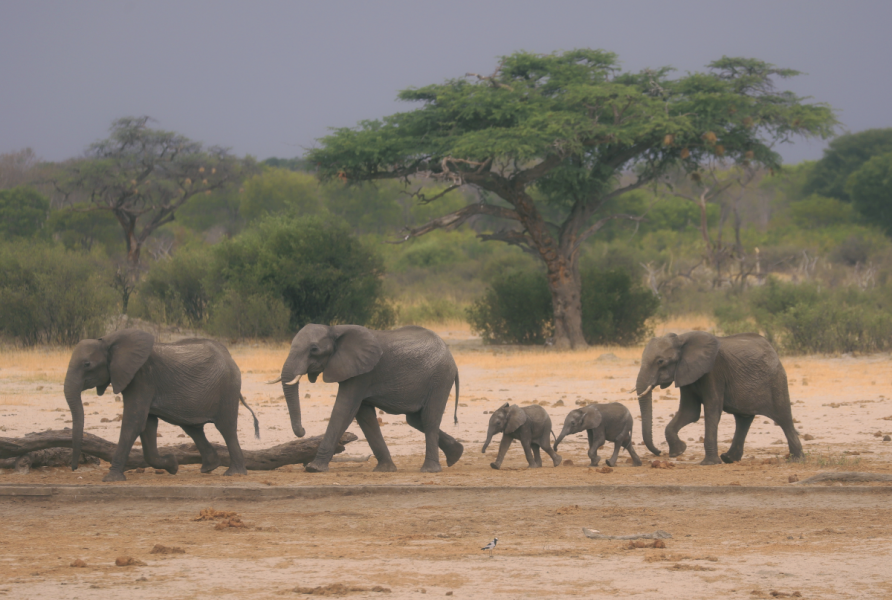 Elefanter i nationalparken Hwange i västra Zimbabwe.