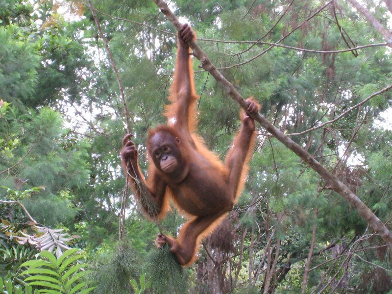 Orangutangräddningscentret Nyaru Menteung i Palangkaraya på Borneo.