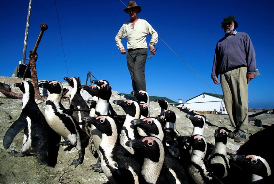 Mer än tusen pingviner som hade fått olja på sig utanför Sydafrikas kust var återställda när de släpptes ut för 20 år sedan.