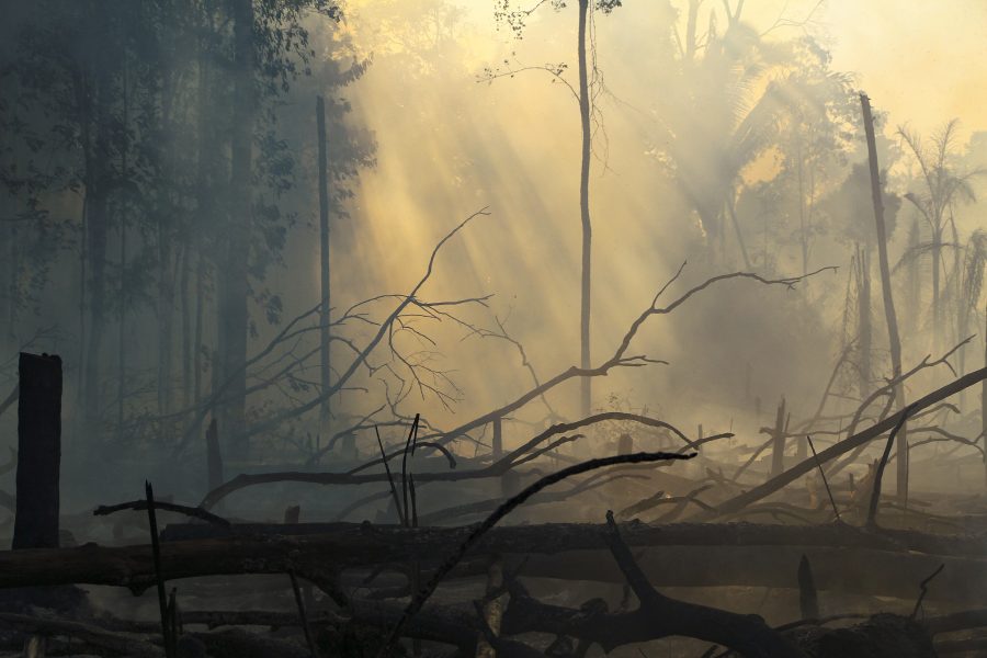 6804 bränder rasade i Amazonas under juli månad, 28 procent fler än under det katastrofala fjolåret.