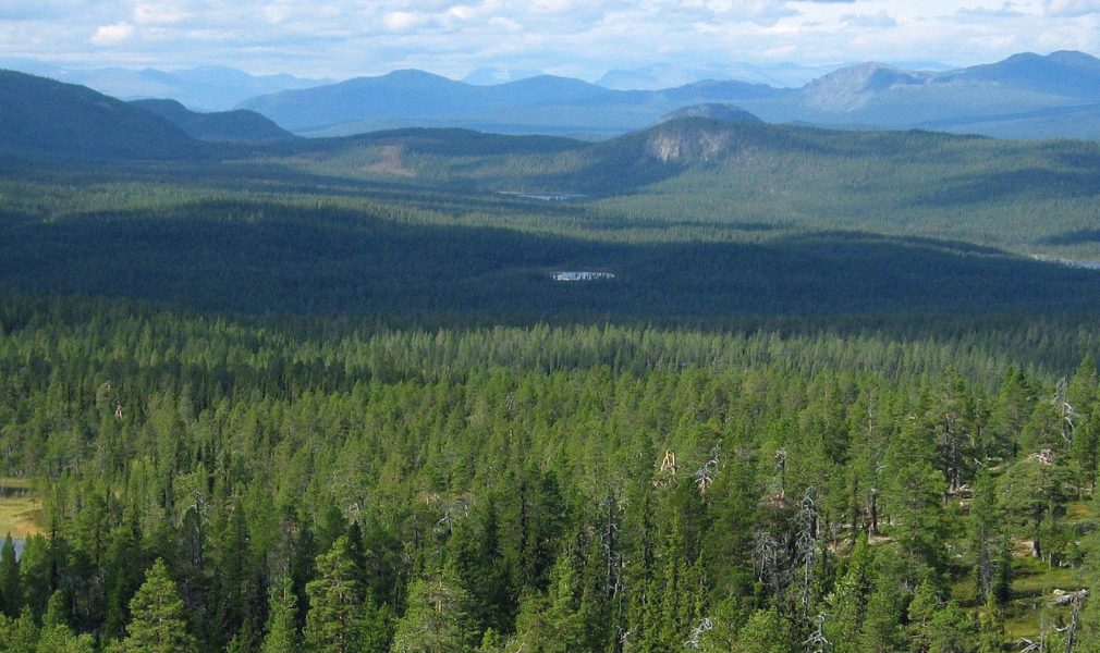 Skogen i Sassnek-Jullevare i Jokkmokks kommun har Naturvårdsverket bedömt som skyddsvärd, men den är i likhet med flera andra stora skogsområden inte skyddad.