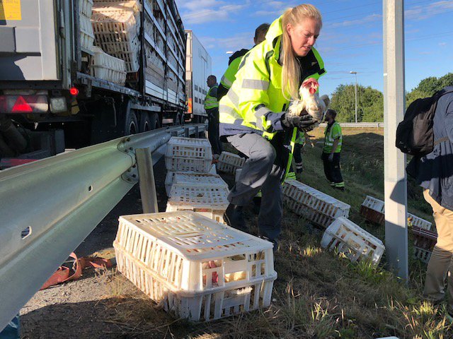 Räddningstjänsten i Jönköping fick rycka ut, sedan hundratals höns hamnat på vägen längs riksväg 40.