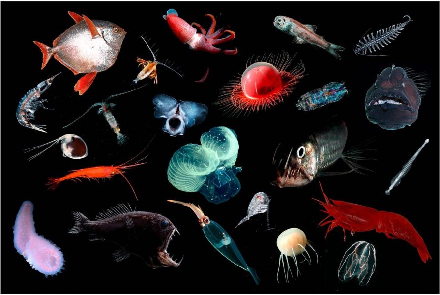 Gruvdrift till havs riskerar att påverka bläckfiskar, fiskar, räkor, kräftdjur, maneter och maskar, enligt den nya studien.