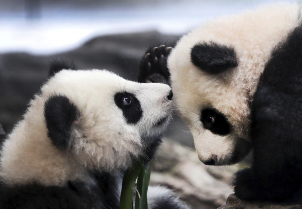 Populationen av vilda jättepandor växer i Kina – något som pandatvillingarna Meng Yuan och Meng Xiang, på Berlins Zoo, antagligen är ovetandes om.