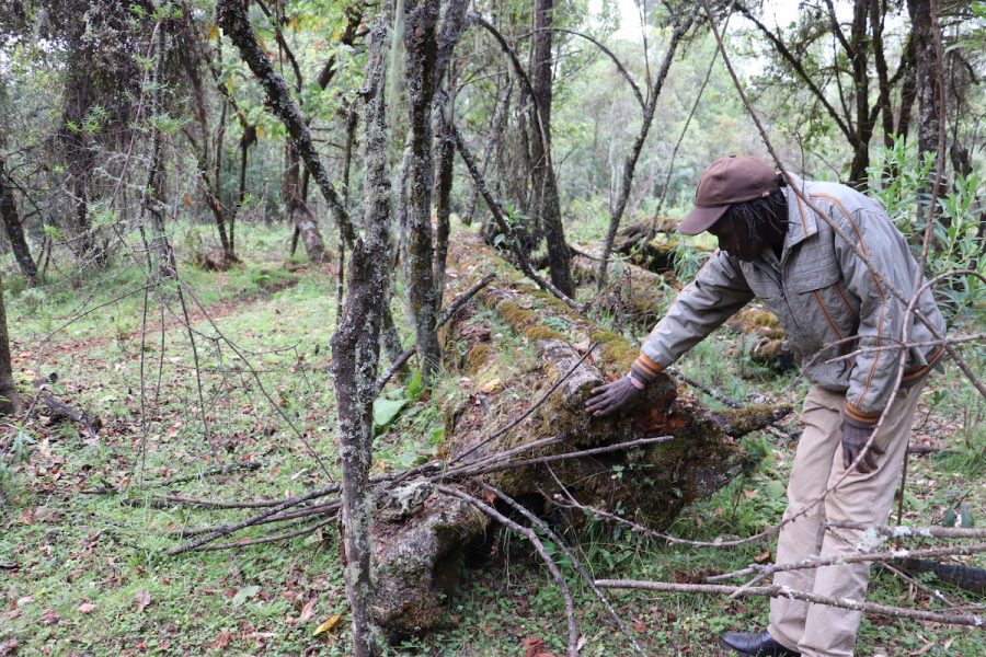 En av ogiek-folkets äldre ledare, Cosmas Chemwotei Murunga, visar ett av de träd som fälldes 1976.