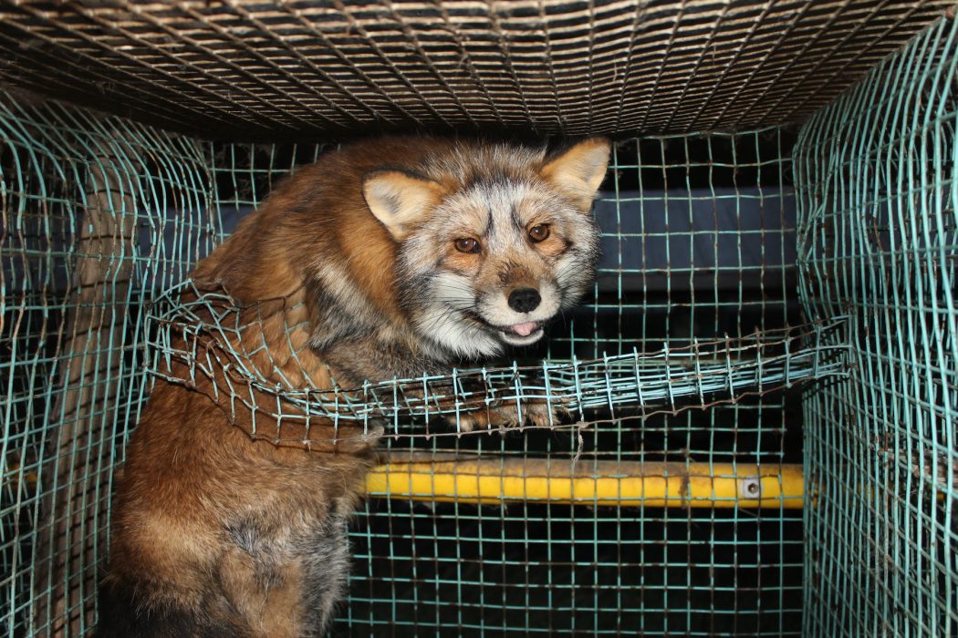 En räv på en pälsdjursfarm i finska Kauhava, dokumenterad av djurrättsorganisationen Oikeutta eläimille 2010.