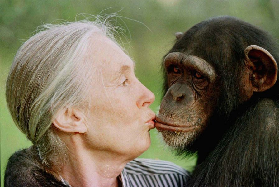 Jane Goodall, som vigt sitt liv åt att studera schimpanser, har chans att vinna ett hållbarhetspris på onsdag, den12 augusti.