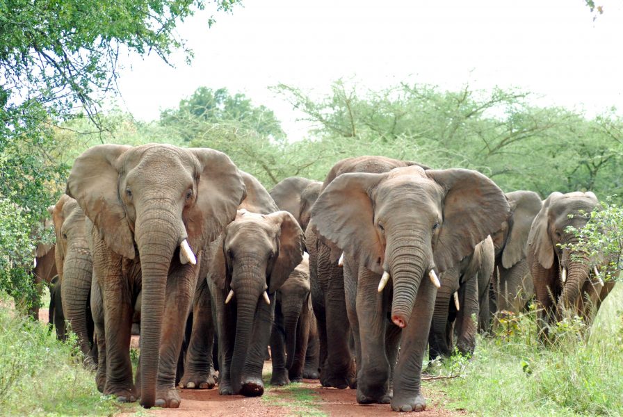 En man har dömts till 30 års straffarbete för tjuvjakt, främst på elefanter, i Kongo-Brazzaville.
