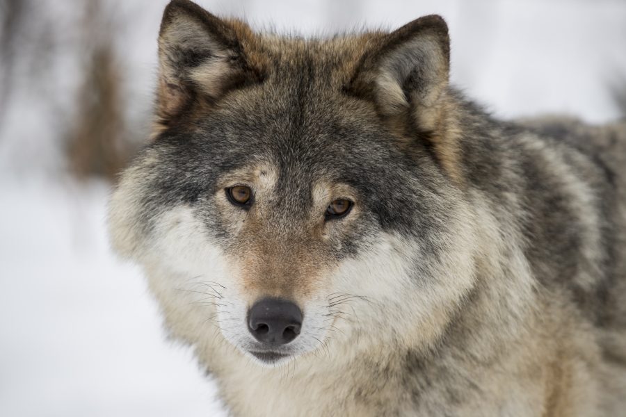 Licensjakt på varg i dagsläget hotar hela Sveriges vargstam, enligt Naturskyddsföreningen.