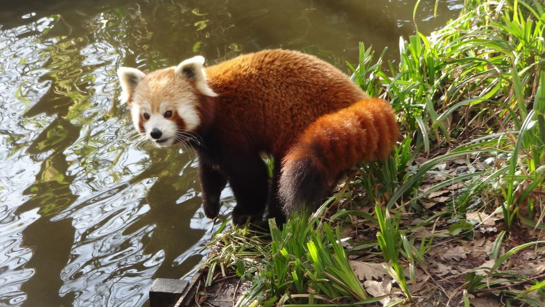 En röd panda rymde från Kolmårdens djurpark i maj i år.