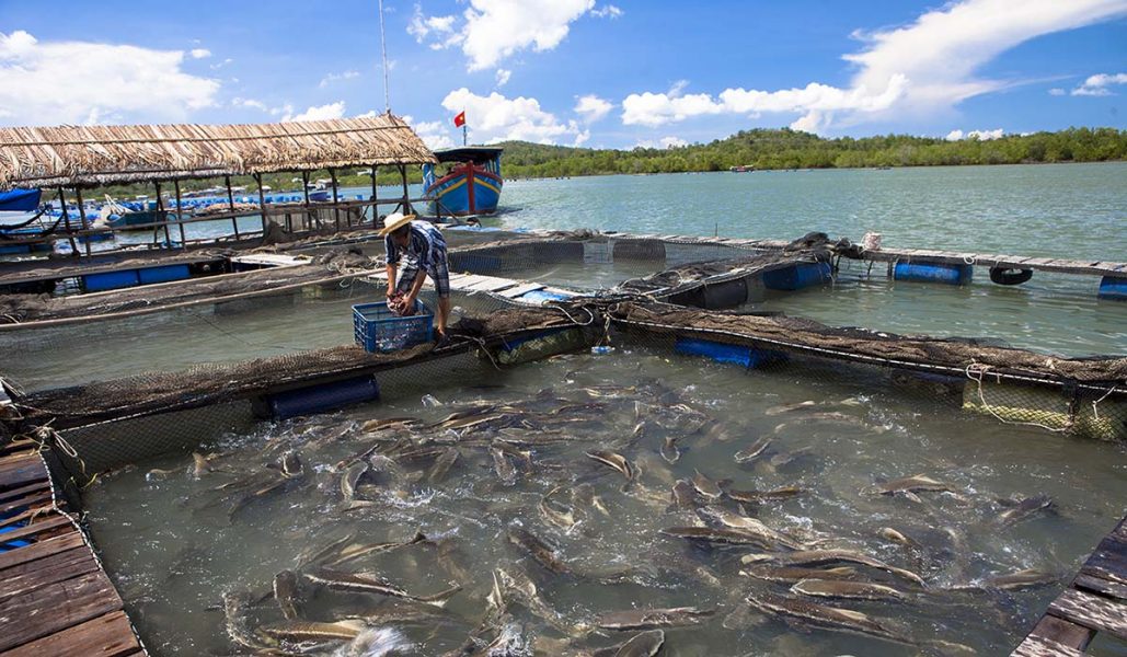 Uppfödning av cobia-fisk (en aborrliknande fisk) i Ba Ria Vung Tau,Vietnam.
