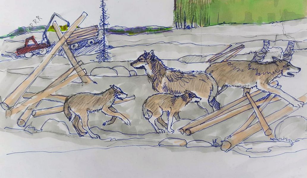 När skogen avverkas blir vargarna hemlösa, skriver Robin Andersson.