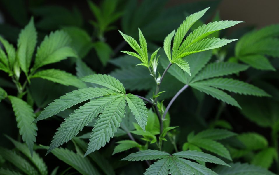 Kongressen körde över De grönas partistyrelse om cannabislegalisering.