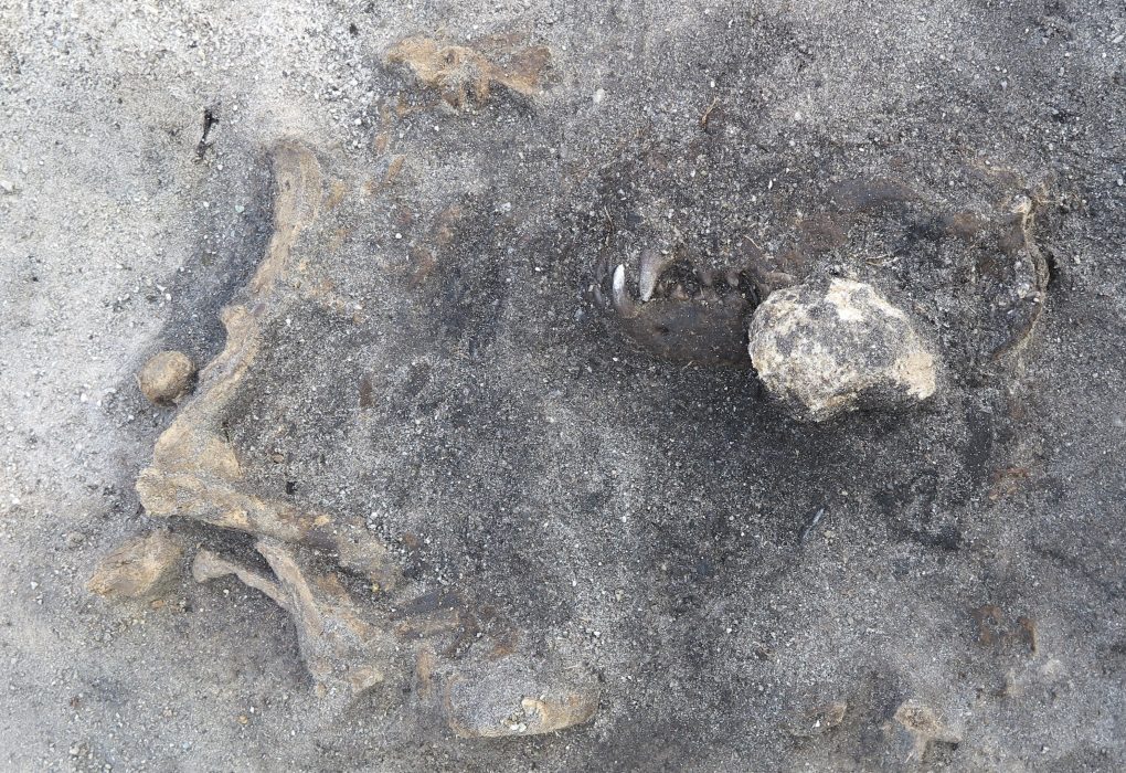 Kvarlämningarna av en 8 400 år gammal hund som hittats vid Ljungaviken i Blekinge.