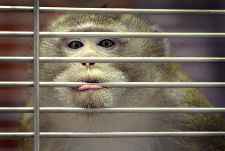 Tack vare en schweizisk tankesmedja kan apor få vissa grundläggande rättigheter i kantonen sel, och slippa utnyttjas i djurförsök.