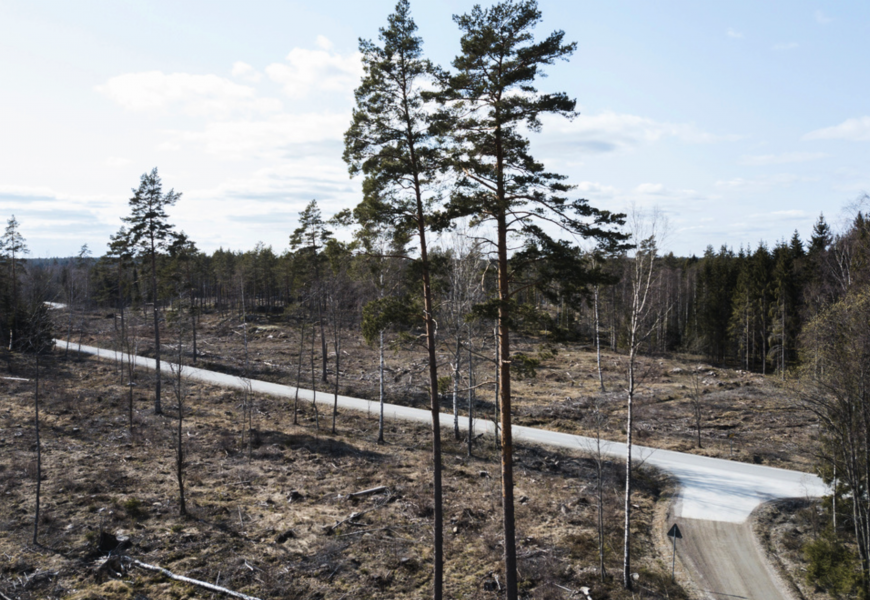 Bestånden av blåbär, lingon och andra markväxter har minskat med nästan 20 procent i svenska skogar sedan 1990-talet.