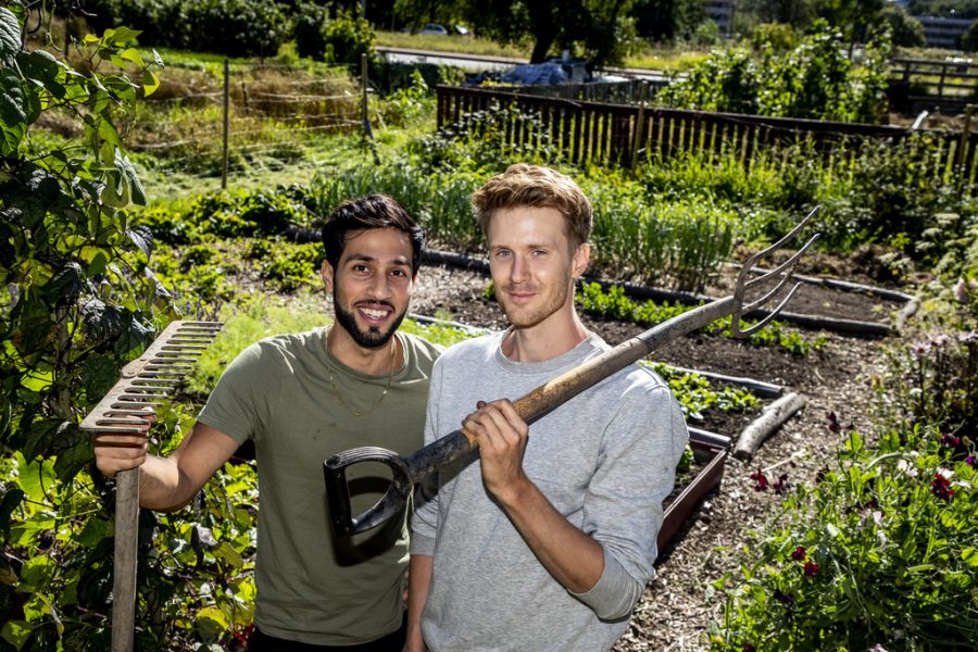Milad Mohammadieh (till vänster) och Viktor Karlsson-Rutgersson har omvandlat en gräsmatta till ett prunkande grönt skafferi.