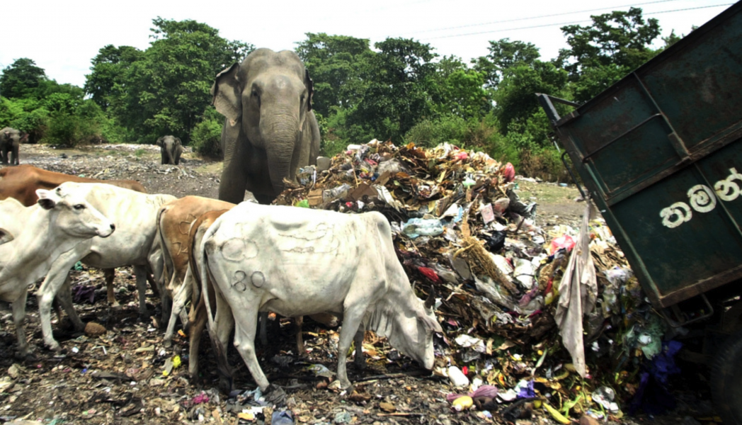 Vilda kor och elefanter äter vid en soptipp nordöst om Colombo.