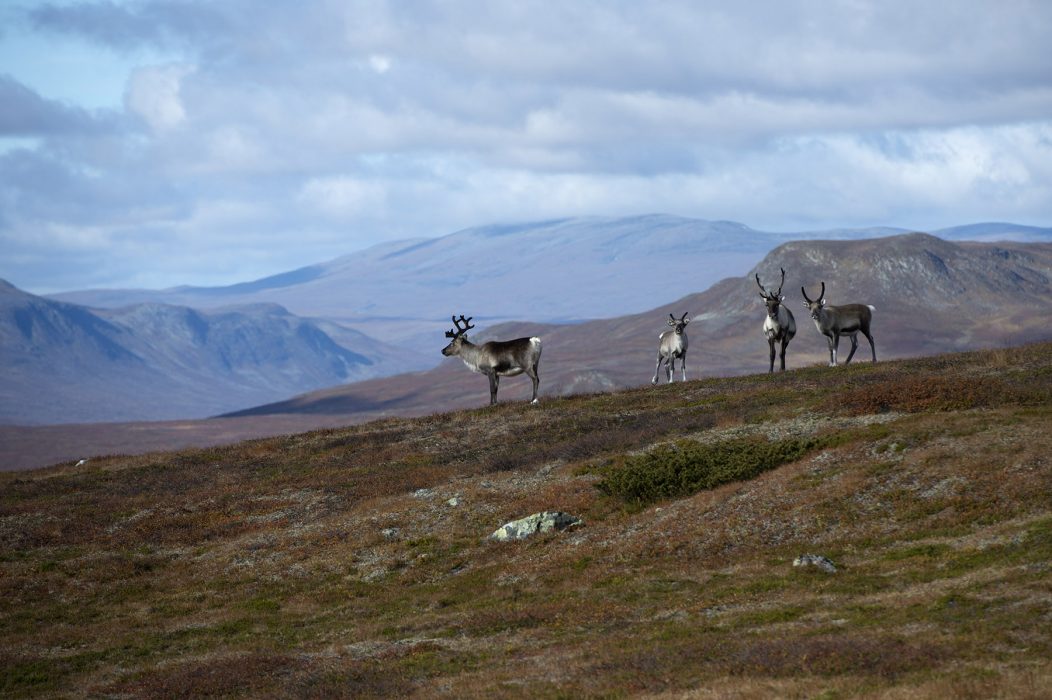 Fjällandskapet och rennäringen diskuteras i dag, onsdag.